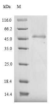 Greater than 90% as determined by SDS-PAGE.
