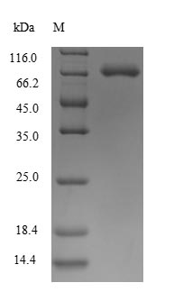 Greater than 90% as determined by SDS-PAGE.Recombinant Human Semaphorin-7A (SEMA7A) Protein (His)
