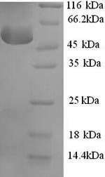 Greater than 90% as determined by SDS-PAGE.