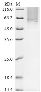 Greater than 85% as determined by SDS-PAGE.Recombinant Human Serpin B10 (SERPINB10) Protein (His-sumostar)