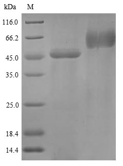 Greater than 85% as determined by SDS-PAGE.Recombinant Human Plasminogen Activator Inhibitor 2 (SERPINB2) Protein (His)