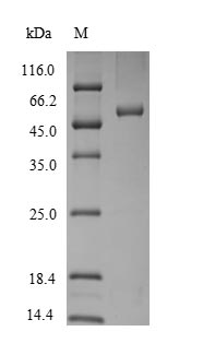 Greater than 90% as determined by SDS-PAGE.Recombinant Rat Plasminogen Activator Inhibitor 2 Type A (SERPINB2) Protein (His)