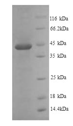 Greater than 90% as determined by SDS-PAGE.Recombinant Mouse Plasminogen Activator Inhibitor 1 (SERPINE1) Protein (His)
