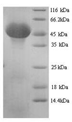 Greater than 90% as determined by SDS-PAGE.Recombinant Mouse Serpin H1 (SERPINH1) Protein (His)