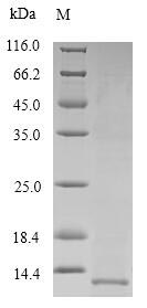 Greater than 90% as determined by SDS-PAGE.Recombinant Human Pulmonary Surfactant-Associated Protein B (SFTPB)
