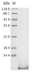 Greater than 90% as determined by SDS-PAGE.Recombinant Pig Pulmonary Surfactant-Associated Protein B (SFTPB)