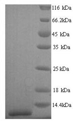 Greater than 90% as determined by SDS-PAGE.Recombinant Human Pulmonary Surfactant-Associated Protein C (SFTPC) Protein (His)