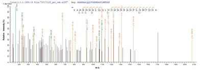 Based on the SEQUEST from database of Yeast host and target protein, the LC-MS/MS Analysis result of this product could indicate that this peptide derived from Yeast-expressed Homo sapiens (Human) SFTPD.Recombinant Human Pulmonary Surfactant-Associated Protein D (SFTPD) Protein (His)