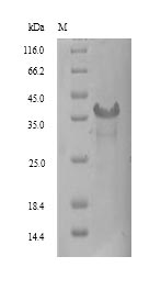 Greater than 90% as determined by SDS-PAGE.