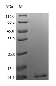 Greater than 90% as determined by SDS-PAGE.Recombinant Human Apoptosis Regulatory Protein Siva (SIVA1) Protein (His)