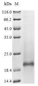 Greater than 90% as determined by SDS-PAGE.Recombinant Human Solute Carrier Organic Anion Transporter Family Member 2B1 (SLCO2B1) Protein (His)