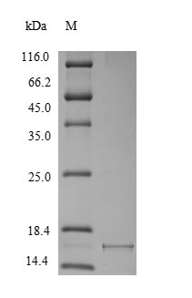 Greater than 90% as determined by SDS-PAGE.Recombinant Cynomolgus Monkey Alpha-Synuclein (SNCA) Protein (His)