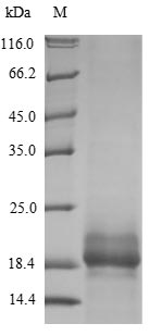 Greater than 90% as determined by SDS-PAGE.Recombinant Human Small Proline-Rich Protein 2B (SPRR2B) Protein (His&Myc)
