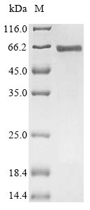 Greater than 85% as determined by SDS-PAGE.Recombinant Human Serum Response Factor (SRF) Protein (His)