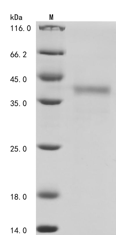 Greater than 85% as determined by SDS-PAGE.Recombinant Enterobacteria Phage T4 Single-Stranded Dna-Binding Protein (32) Protein (His)