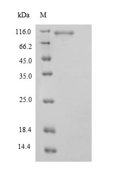 Greater than 90% as determined by SDS-PAGE.Recombinant Human Signal Transducer And Activator Of Transcription 3 (STAT3) Protein (His)