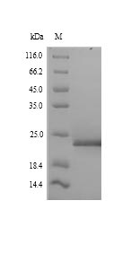 Greater than 90% as determined by SDS-PAGE.Recombinant Arabidopsis Thaliana Fact Complex Subunit Spt16 (SPT16) Protein (His)