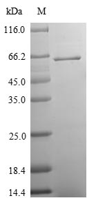 Greater than 90% as determined by SDS-PAGE.Recombinant Bovine Synaptic Vesicle Glycoprotein 2A (SV2A) Protein (His&Myc)