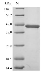Greater than 90% as determined by SDS-PAGE.Recombinant Human Tar Dna-Binding Protein 43 (TARDBP) Protein (His)