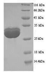 Greater than 90% as determined by SDS-PAGE.Recombinant Saccharomyces Cerevisiae Tata-Box-Binding Protein (SPT15) Protein (His)