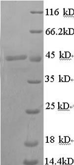 Greater than 90% as determined by SDS-PAGE.Recombinant Pig Transcobalamin-1 (TCN1) Protein (His)