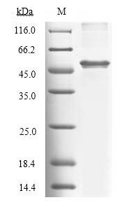 Greater than 90% as determined by SDS-PAGE.Recombinant Human Tryptophan 2,3-Dioxygenase (TDO2) Protein (His)