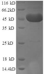 Greater than 90% as determined by SDS-PAGE.Recombinant Mouse Tryptophan 2,3-Dioxygenase (TDO2) Protein (His)