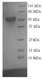 Greater than 90% as determined by SDS-PAGE.Recombinant Human Transcriptional Enhancer Factor Tef-1 (TEAD1) Protein (His)