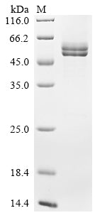 Greater than 90% as determined by SDS-PAGE.Recombinant Human Transcriptional Enhancer Factor Tef-1 (TEAD1) Protein (GST)