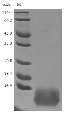 Greater than 90% as determined by SDS-PAGE.Recombinant Human Trefoil Factor 3 (TFF3) Protein (His)