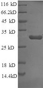 Greater than 90% as determined by SDS-PAGE.
