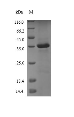 Greater than 90% as determined by SDS-PAGE.