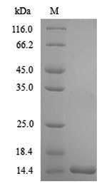 Greater than 90% as determined by SDS-PAGE.