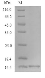 Greater than 90% as determined by SDS-PAGE.