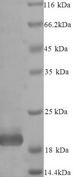 Greater than 90% as determined by SDS-PAGE.