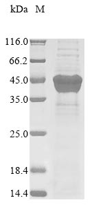 Greater than 85% as determined by SDS-PAGE.Recombinant Human Herpesvirus 1 Thymidine Kinase (TK) Protein (His&Myc)