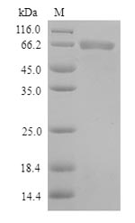 Greater than 90% as determined by SDS-PAGE.Recombinant Human Toll-Like Receptor 1 (TLR1) Protein (His)