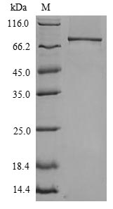 Greater than 90% as determined by SDS-PAGE.Recombinant Mouse Toll-Like Receptor 4 (TLR4) Protein (His)