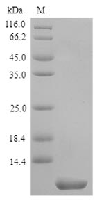 Greater than 90% as determined by SDS-PAGE.Recombinant Human Transmembrane 4 L6 Family Member 1 (TM4SF1) Protein (His)
