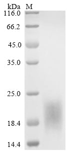 Greater than 85% as determined by SDS-PAGE.Recombinant Human Transmembrane Protein 119 (TMEM119) Protein (His)