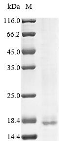 Greater than 85% as determined by SDS-PAGE.Recombinant Human Cell Surface Hyaluronidase (TMEM2) Protein (His)