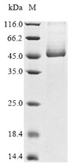 Greater than 85% as determined by SDS-PAGE.Recombinant Human Transmembrane Protease Serine 2 (TMPRSS2) Protein (His), Active
