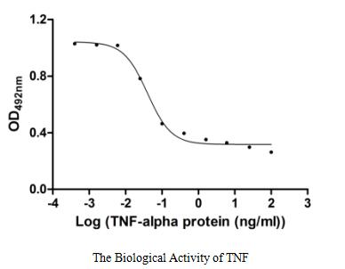 Activity Measured in a cytotoxicity assay using L‑929 mouse fibroblast cells in the presence of the metabolic inhibitor actinomycin D. The EC 50 for this effect is 33.32-47.38 pg/mL.Recombinant Human Tumor Necrosis Factor (TNF) Protein (His), Active