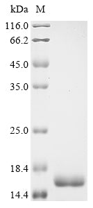 Greater than 90% as determined by SDS-PAGE.Recombinant Human Tumor Necrosis Factor (TNF) Protein (His)