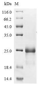 Greater than 90% as determined by SDS-PAGE.