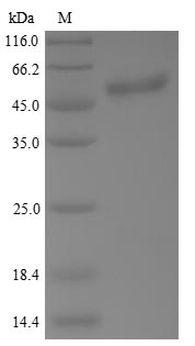 Greater than 90% as determined by SDS-PAGE.
