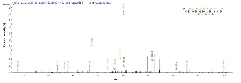 Based on the SEQUEST from database of Yeast host and target protein, the LC-MS/MS Analysis result of this product could indicate that this peptide derived from Yeast-expressed Macaca fascicularis (Crab-eating macaque) (Cynomolgus monkey) TPBG.Recombinant Cynomolgus Monkey Trophoblast Glycoprotein (TPBG) Protein (His)