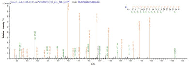 Based on the SEQUEST from database of Yeast host and target protein, the LC-MS/MS Analysis result of this product could indicate that this peptide derived from Yeast-expressed Macaca fascicularis (Crab-eating macaque) (Cynomolgus monkey) TPBG.Recombinant Cynomolgus Monkey Trophoblast Glycoprotein (TPBG) Protein (His)
