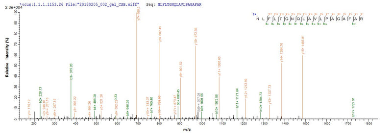 Based on the SEQUEST from database of Yeast host and target protein, the LC-MS/MS Analysis result of this product could indicate that this peptide derived from Yeast-expressed Macaca fascicularis (Crab-eating macaque) (Cynomolgus monkey) TPBG.Recombinant Cynomolgus Monkey Trophoblast Glycoprotein (TPBG) Protein (His)