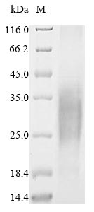 Greater than 85% as determined by SDS-PAGE.Recombinant Cynomolgus Monkey Trophoblast Glycoprotein (TPBG) Protein (His)